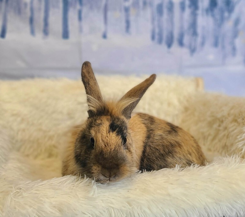 Picture of the Animal Listed